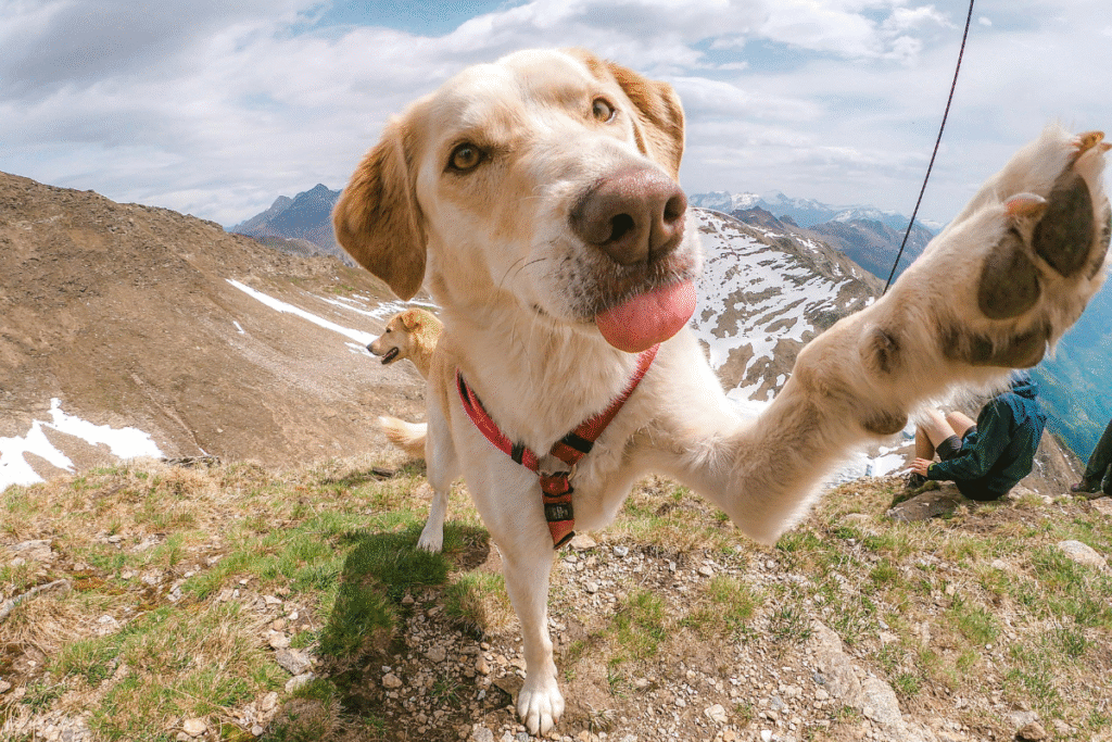 Un labrador sur une montagne