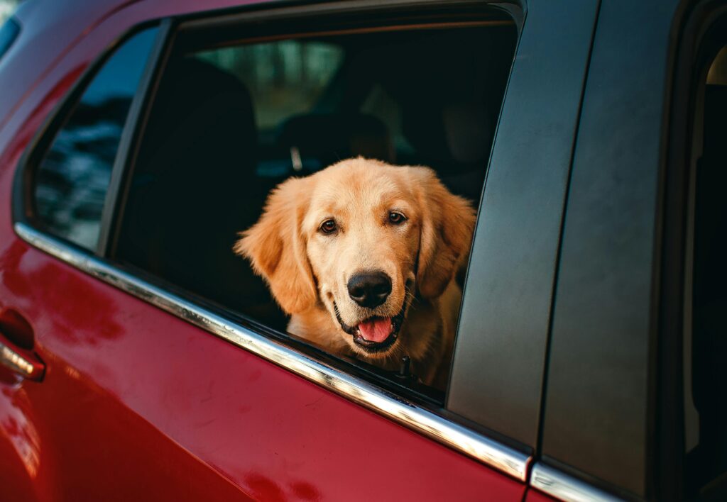 Chien en voiture