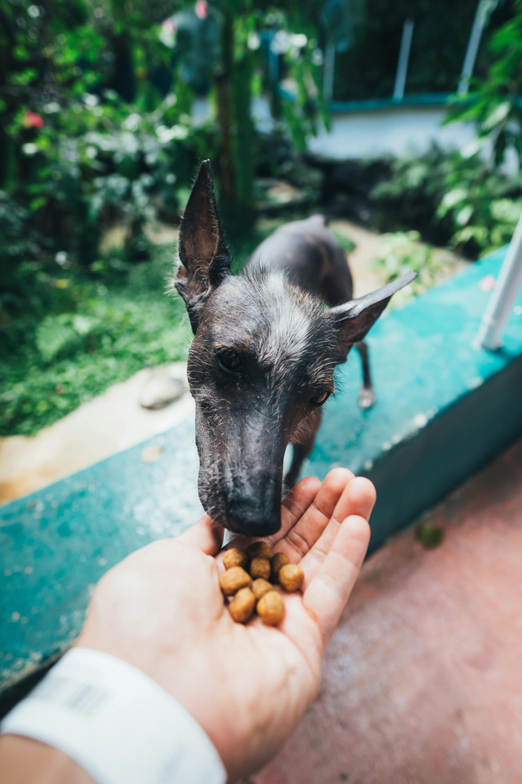 Un chien qui mange des croquettes dans une main