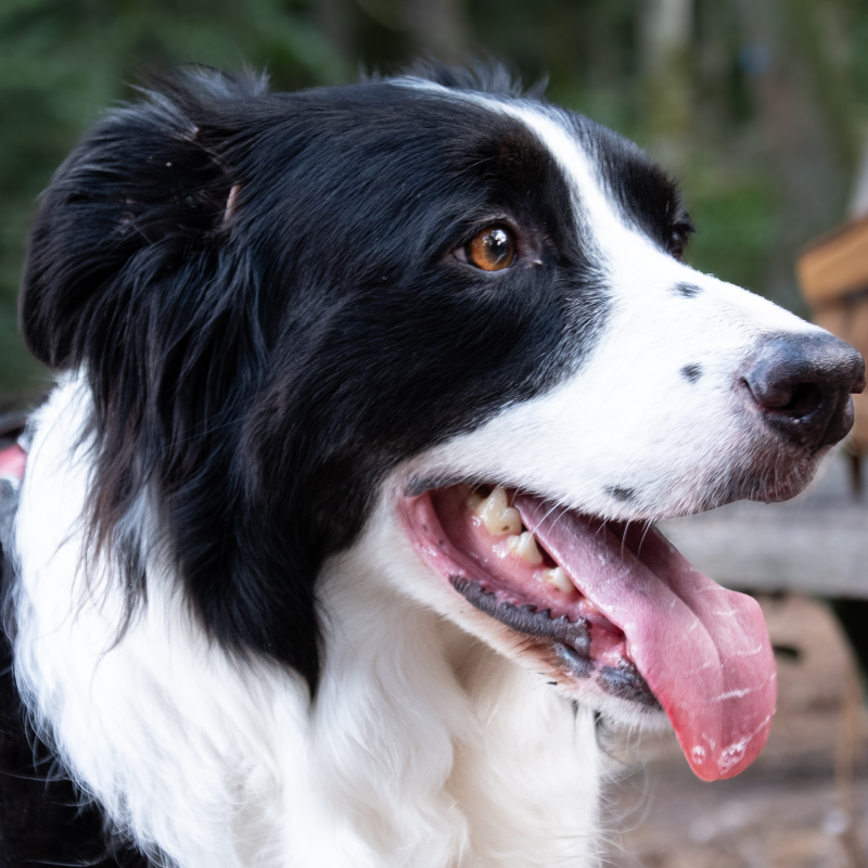 Border collie