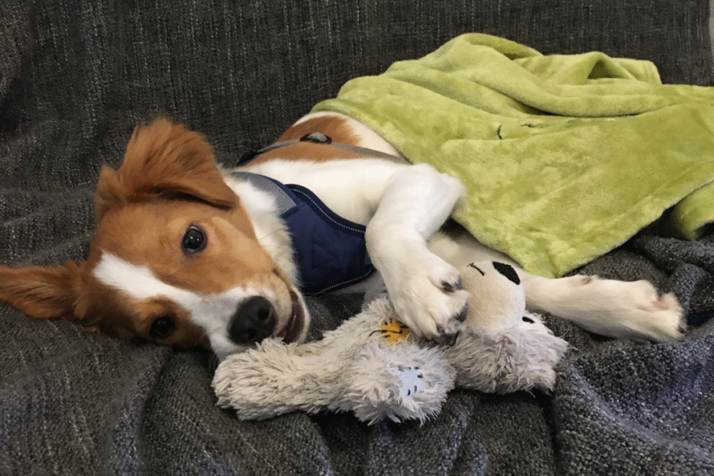 Chien qui dort avec son doudou